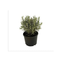 Lavandula Angustifolia Çiçeği Fidanı 10-20 Cm