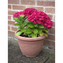 Videolu Kırmızı Ortanca Çiçeği 40-60 Cm 1 Adet Saksılı Çiçekli Bodur Bitki Rhododendron