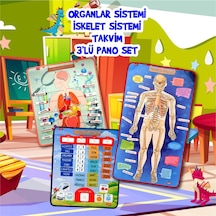 3 Set -106 Parça Tox İç Organlar . İskelet Sistemi ve Takvimi Öğ