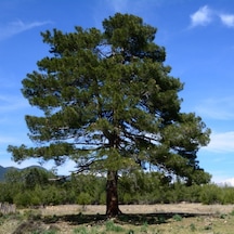 Tüplü Kızıl Çam  Fidanı
