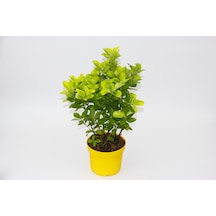 Sarı Gold Taflan Euonymus 10 Adet - Sarı Saksıda  6265
