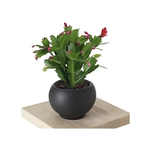 Serada Decor Plant Yılbaşı Kaktüsü Schlumbergera Truncata