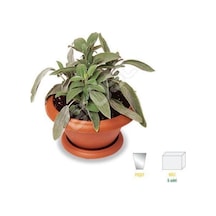 Fruticosa Anatolian Sage Fruticosa Anadolu Adaçayı Fidanı 10-20 Cm