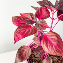 Gypsy Salwar Plant Sapling Çingene Şalvarı Bitkisi Fidanı 10-20 Cm