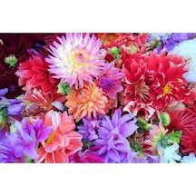 10 Adet Dwarf Mixed Colors Redskın Dahlıa Tohumu