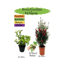 Kırmızı Fırça Çalısı+kokulu Ful Yasemin+ıtır Çiçeği Peyzaj Seti
