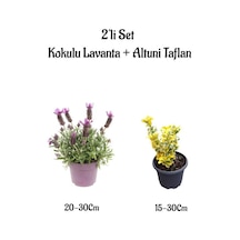 Yoğun Kokulu Mor Renk Lavanta Fidanı+altuni Taflan Çit Bitkisi 2'li Set Bahçe Bitkisi