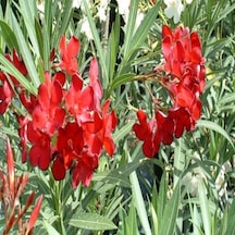 Tüplü Kırmızı Renkli Zakkum Fidanı