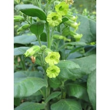 Midewiwan Sacred Tobacco Çiçeği Tohumu 40 Tohum