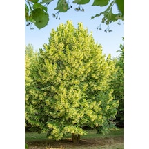 Ihlamur Ağacı Fidanı 3 Adet 50-100 Cm Tilia Tomentosa 2-3 Yaş