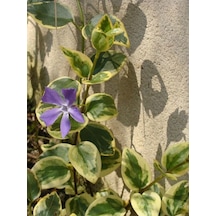 Vinca Major Variegata Mor Renk Cezayir Menekşesi 20-40cm Saksılı