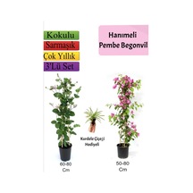 Hanıme+ Pembe Begonvil+ Kurdele Çiçeği