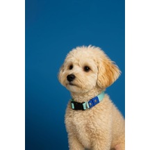 Sky Mood Ayarlanabilir Köpek Boyun Tasması Xs