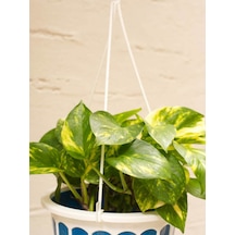 Videolu Alacalı Pothos Potos Salon Sarmaşığı Mini Saksılı 10 30 Cm 1 Adet Iç Mekan Bitkisi