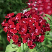 Dianthus Superbus Kırmızı Bol Kokulu Karanfil Çiçeği Tohumu 100 A