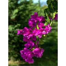 Fuşya Begonvil Çiçeği Fidanı 30-45 Cm Saksılı Çiçekli Bodur Bitkiler Bougainvillea