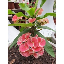 Pembe Alacalı Milli Dikenler Tacı 1 Adet Saksılı 25-45 Cm Euphorbia