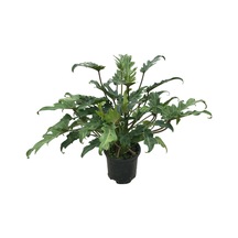 Philodendron Xanadu Ø17 CM H45-50 CM
