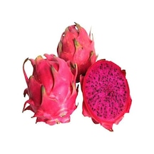Pitaya Ağacı Tohumu Kırmızı Pitaya Tohum 65 Tohum+ Tohum