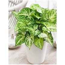 Melek Kanadı Xl Iç Mekan Bitkisi Syngonium Podophyllum 'white Butterfly'