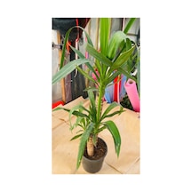 Yucca Çiçeği Canlı Bitki