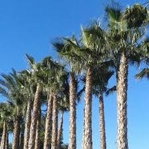 3 Adet Tohum Nadir Bulunan Washıngtonia Robusta Palmiye