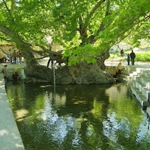 Tüplü Çınar Ağacı platanus Orientalis Fidanı