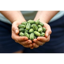 10 Adet Cüce Cucamelon Salatalık Tohumu
