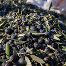 Yağlık Ve Yemelik Tüplü Elazığ Zeytini Fidanı