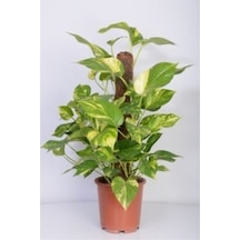 Potos Salon Ev Sarmaşığı Patos Çiçeği Epipremnum 60-70 Cm