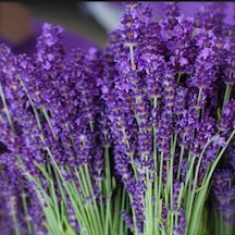 Lavandula Angustifolia Lavanta Tohumu 10000 Tohum