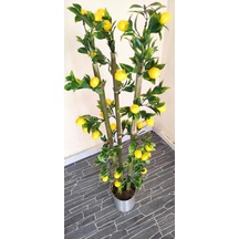 Rüzgar Çiçekcilik 1 Metre Limon Mandalina Nar Set Limon