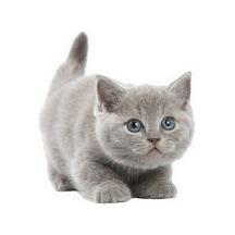 Güzel Gri Cins Kedi Araba Sticker Yapıştırması