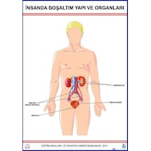 Boşaltım Sistemi Levhası Insanda 2