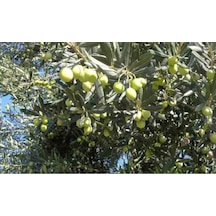 Trilye Zeytin Fidanı