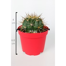 Melokaktus Matanzanus Fes Kaktüsü Türk Kavuğu Kaktüsü Büyük Boy 8.5 CM Kırmızı Saksıda 