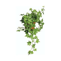 Hedera Helix Sarmaşığı Saksı Ofis Bitkisi Ev Bitkisi Salon Bitkisi Balkon Bitkisi 8,5 Cm.