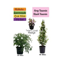 Kokulu Arap Yasemini+klasikyasemin+telgraf Çiçeği 3'lü Bahçe Seti