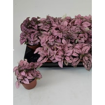 Hediyelik Dolgun Formlu Pembe Renk Hostes Çiçeği Hypoestes 10-15cm