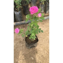 Bol Kokulu Gerçek Isparta Gülü 10-20 Cm