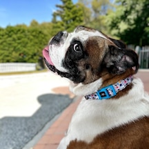 Köpek Boyun Tasması Geri Dönüştürülmüş, Ayarlanabilir, Emniyet Tokalı Küçük Ve Büyük Irklar İçin Tüy Toplamaz, Yıkanabilir, Airtag & İsimlik Uyumlu, Renkli Pati,small Çok Renkli