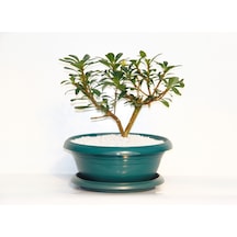 Bonsai Yıldız Çalısı Pitosporum Yeşil Saksıda