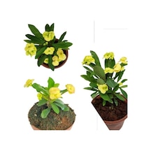 Yellow Crown Of Thorns Sarı Dikenler Tacı Fidanı 10-20 Cm