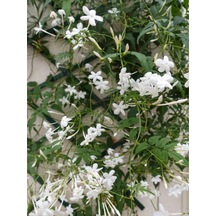 Arap Yasemini Beyaz Çiçekli 100 150 Cm 1 Adet Saksılı Dış Mekan Bitkisi White Jasmine
