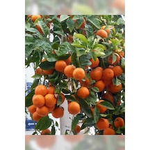 Tüplü Aşılı Klemantin Nova Mandalina Yaş 1-2 Boy 90-110cm  Fidanı