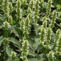 Dev Meksida Beyazı Hyssop Çiçeği Tohumu 50 Tohum