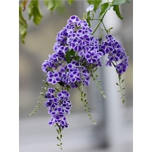 Duranta Çalısı - Ağaç Menekşesi- Duranta Erecta