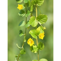 Lysimachia Nummularia Sarı Çiçekli Zemin Örtücü Altın Kolye Çiçeği 20-40cm