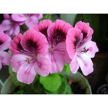 Alacalı Pembe Sakız Sardunya Fidanı 10-20 Cm