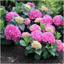 Hydrangea Macrophylla Ortanca Fidanı 10-20 Cm